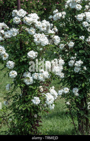 Rose arbuste, Rose blanche 'Ave Maria' Rose blanche rosier jardin roses Banque D'Images