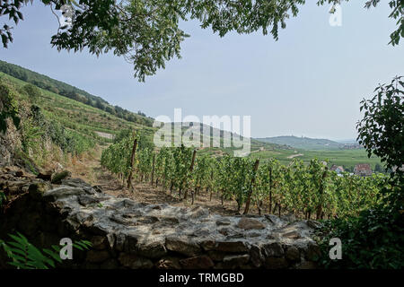 La vue protégée derrière un mur en pierre de la moitié sur les vignes sur la Route des vins en Alsace. Banque D'Images