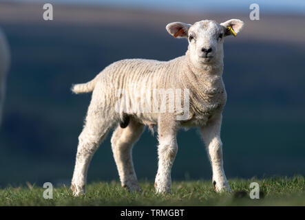 Jeune croisé Texel agneau se tenait dans les pâturages, North Yorkshire, UK. Banque D'Images