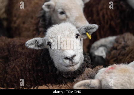 Close up de faces de moutons Herdwick dans un stylo à une vente aux enchères mart, Lancashire, Royaume-Uni. Banque D'Images