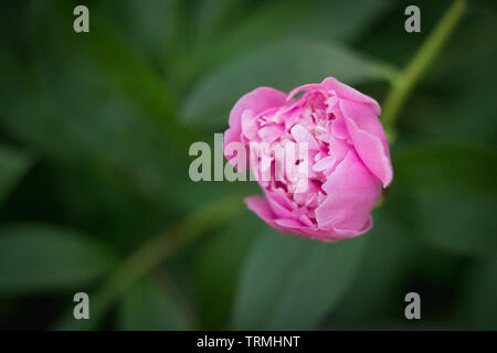 Pivoine rose bud sur le bush, Close up Banque D'Images