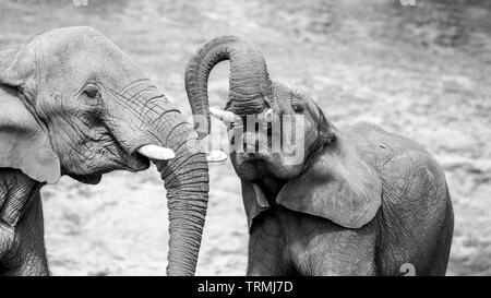 Gros plan montrant une affection forte, un lien, un amour entre la jeune mère africaine d'éléphant de veau et de vache d'éléphant (Loxodonta) ensemble. Éléphants de la faune. Banque D'Images