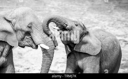 Gros plan noir et blanc d'affection forte, lien, amour entre deux éléphants africains, veau et mère (Loxodonta africana) ensemble. Animaux sauvages. Banque D'Images