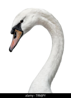 Head shot of young adult white swan, côte des façons. Tête tournée sur le côté. Dans le cou, la courbe d'avoir un contact visuel avec la caméra. Isolé sur bac blanc Banque D'Images