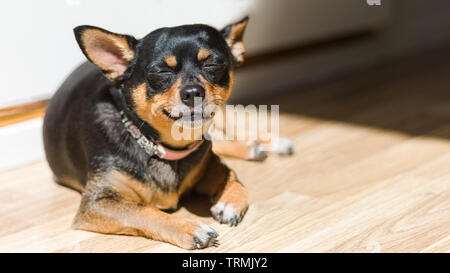 Jolie femelle Chihuahua poil court profitant de la chaleur du soleil à sourire comme elle est avec un sourire sur son visage Banque D'Images