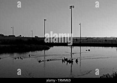 Canards apprivoisés sur Lindsey City Park Public Fishing Lake, Canyon, Texas. Banque D'Images