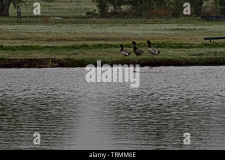 Le castor et le canard colvert, Lindsey Park Public Fishing Lake, Canyon, Texas. Banque D'Images