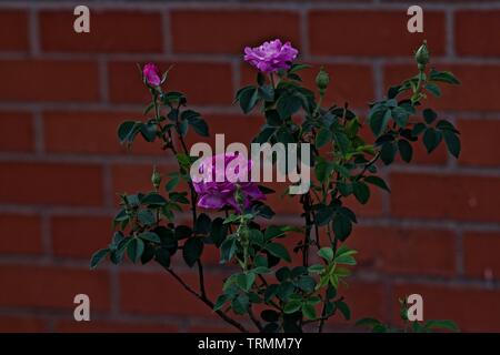 La reine Elizabeth rose rose fleurit, Canyon, Texas Banque D'Images