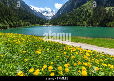 Paysage alpin avec prés en fleurs au printemps. Autriche, Tyrol, Stillup Zillertal, le lac Banque D'Images