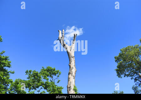 Dead tree trunk branches semblent être un nuage de passage Banque D'Images