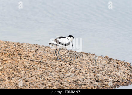 Avocette élégante (Recurvirostra avosetta) avec les poussins Banque D'Images