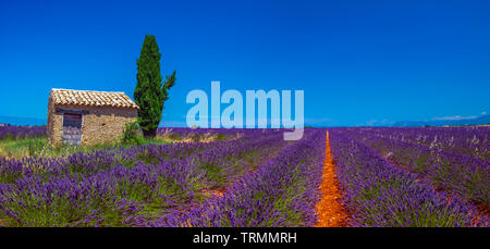 L'été en Provence. Les champs de lavande. Banque D'Images