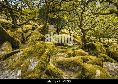 Chênes sessiles et moss en Wistman's Wood Devon Dartmoor England UK GB British Isles Banque D'Images