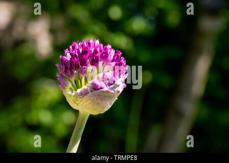 Allium Purple Bud Banque D'Images