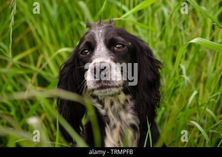 Rouan bleu ou noir et blanc à la recherche de chien cocker de travail à son propriétaire à travers l'herbe haute dans un champ en Angleterre Banque D'Images