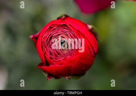 À partir de la macro shot au-dessus de l'ouverture magnifique crimson garden Ranunculus rosa fleur, un membre de la famille des Ranunculaceae dans l'été Banque D'Images