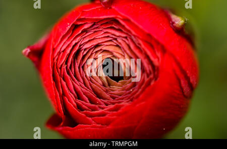 À partir de la macro shot au-dessus de l'ouverture magnifique crimson garden Ranunculus rosa fleur, un membre de la famille des Ranunculaceae dans l'été Banque D'Images