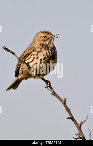 Meadow Pipit spioncelle Anthus pratensis / Wiesenpieper ( ) perché au sommet d'brnahc d'un buisson, chantant sa chanson, une cour, de la faune, de l'Europe. Banque D'Images