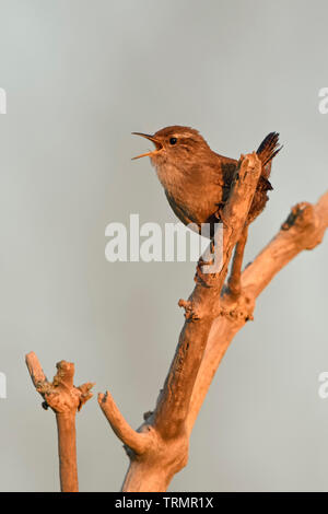 Troglodyte mignon Troglodytes troglodytes / Zaunkönig ( ) dans la première lumière du matin, perchée sur un aîné à sec, bush chantant sa chanson, la faune, l'Europe. Banque D'Images