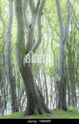 Un règlement pacifique en hêtre ancienne forêt dans le Northumberland, en Angleterre. Banque D'Images