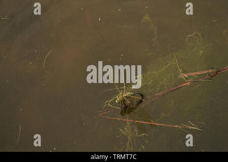 Monde Naturel -moments dans la piscine d'Accouchement - une superbe Femelle Bleue libellule Anax Empereur /imperator ponte dans l'eau . Essex, Angleterre. Banque D'Images