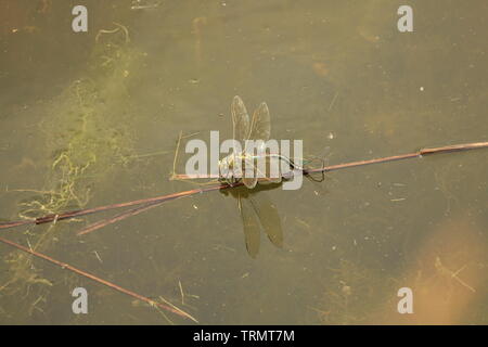 Monde Naturel -moments dans la piscine d'Accouchement - une superbe Femelle Bleue libellule Anax Empereur /imperator ponte dans l'eau . Essex, Angleterre. Banque D'Images