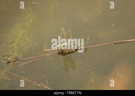 Monde Naturel -moments dans la piscine d'Accouchement - une superbe Femelle Bleue libellule Anax Empereur /imperator ponte dans l'eau . Essex, Angleterre. Banque D'Images