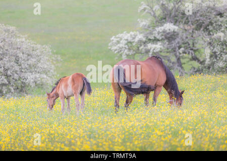 Une paire de chevaux, une jument et son poulain, dans une prairie remplie de renoncule dans la campagne anglaise dans l'heure d'été. Banque D'Images