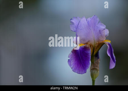 Close-up d'une fleur d'iris (iris germanica). Belles fleurs colorées isolé Banque D'Images