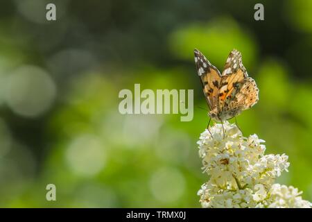 Peint en couleur lady butterfly sitting on white bloom de troène commun croissant dans un jardin par une chaude journée de printemps ensoleillée. Arrière-plan flou vert bokeh. Banque D'Images