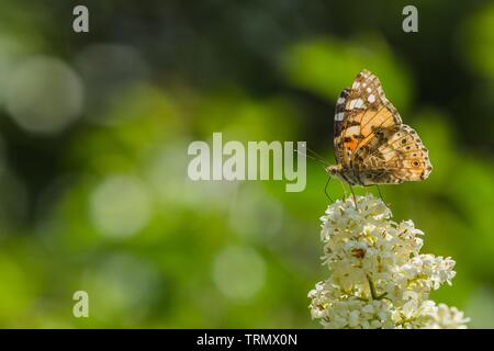 Peint en couleur lady butterfly sitting on white bloom de troène commun croissant dans un jardin par une chaude journée de printemps ensoleillée. Arrière-plan flou vert bokeh. Banque D'Images