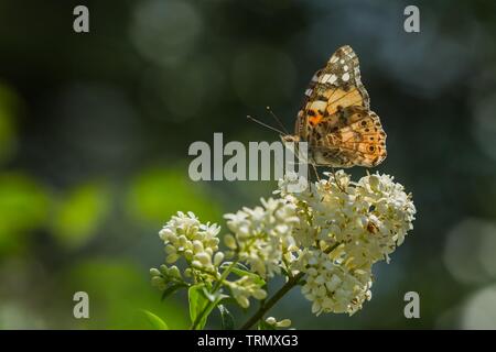 Peint en couleur lady butterfly sitting on white bloom de troène commun croissant dans un jardin par une chaude journée de printemps ensoleillée. Fond vert et bleu. Banque D'Images
