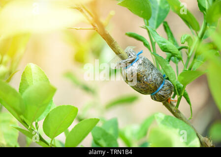 Arbre de greffage sur lemon tree branch dans l'agriculture biologique farm / Lime propagation Banque D'Images