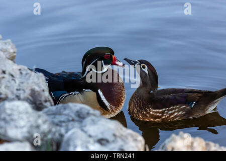 Le Canard branchu (Aix sponsa) mâle et femelle à Sanibel Island, Floride Banque D'Images