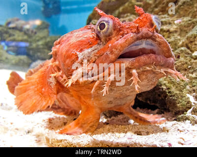 C'est un close-up de la Orange poisson Opsanus beta), d'un effrayant-à la créature marine qui a été photographié à travers le mur de verre d'un aquarium. Aussi connu comme le poisson du Golfe, cette espèce carnivore est généralement trouvé dans le golfe du Mexique et l'ouest de l'océan Atlantique, de la Floride pour les Bahamas. Ces poissons prédateurs font leurs maisons dans les eaux peu profondes dans les baies côtières et les lagons sous les rochers sur la mer d'herbe d'appoint. Ils ne sont pas actifs nageurs et se situera, immobiles pendant des heures en attente de proie à trouver. Banque D'Images