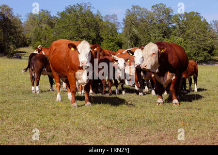 Sodertalje (Suède) - 8 juin 2019 : un groupe de vaches de boucherie stading ensemble. Banque D'Images