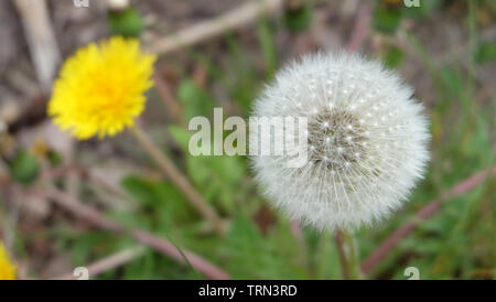 Graines de pissenlit blanc entier avec une fleur jaune à l'arrière-plan. Banque D'Images