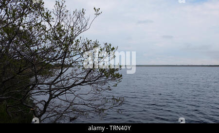 Un arbre avec des branches et de petites feuilles en croissance sur un côté du lac. Banque D'Images