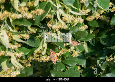 Vanessa cardui, la belle dame papillon sur gros plan fleurs de tilleul Banque D'Images