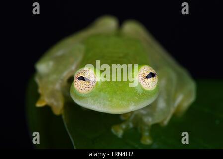Taylor's glassfrog (Hyalinobatrachium taylori) Banque D'Images