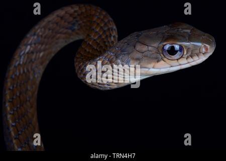 Serpent rat ventre blanc (Ptyas fusca) Banque D'Images