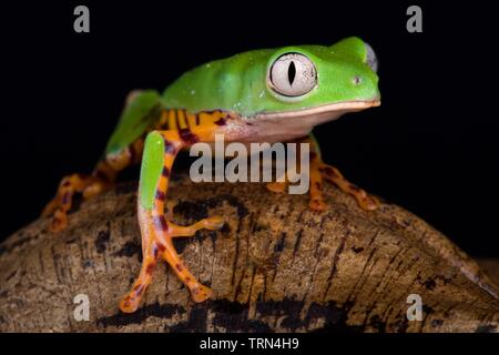 Pattes Orange grenouille Phyllomedusa hypochondrialis (feuille) Banque D'Images