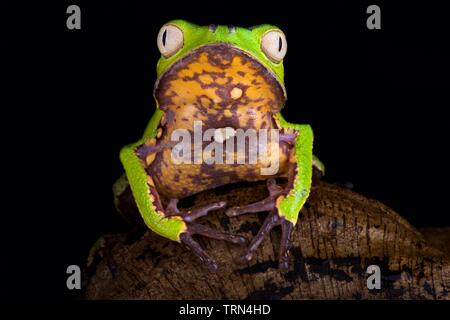 Bordée de blanc grenouille Phyllomedusa vaillantii (feuilles) Banque D'Images