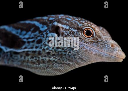 Blue Tree monitor (Varanus macraei) Banque D'Images