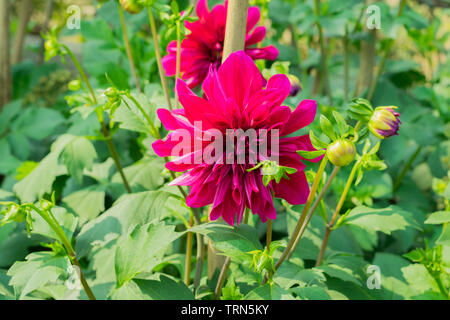 Dahlia 'évêque de Llandaff' est un cultivar vivace tubéreuse avec feuillage de couleur sombre produit un contraste avec son écarlate. Son soleil l Banque D'Images