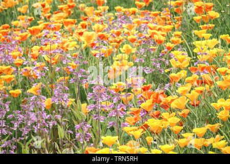 Fleurs colorées mélangées, combinaison de couleurs jaune-rose plantes de prairie Penstemons coquelicot californien Hairy Beardongue Penstemon hirsutus Beardtongues Banque D'Images