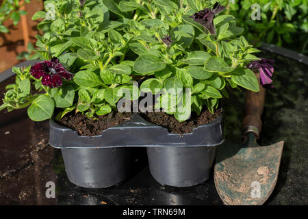 Pétunia les jeunes plantes, lightning sky variété, dans le bac en plastique pot avec une truelle, sur une table de patio de verre haut Banque D'Images