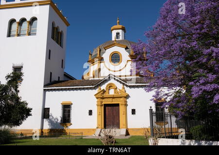 Jacaranda Banque D'Images