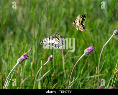 Deux Papillons Machaons Papilio machaon combats juin classic" Banque D'Images