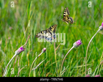 Deux Papillons Machaons Papilio machaon combats juin classic" Banque D'Images